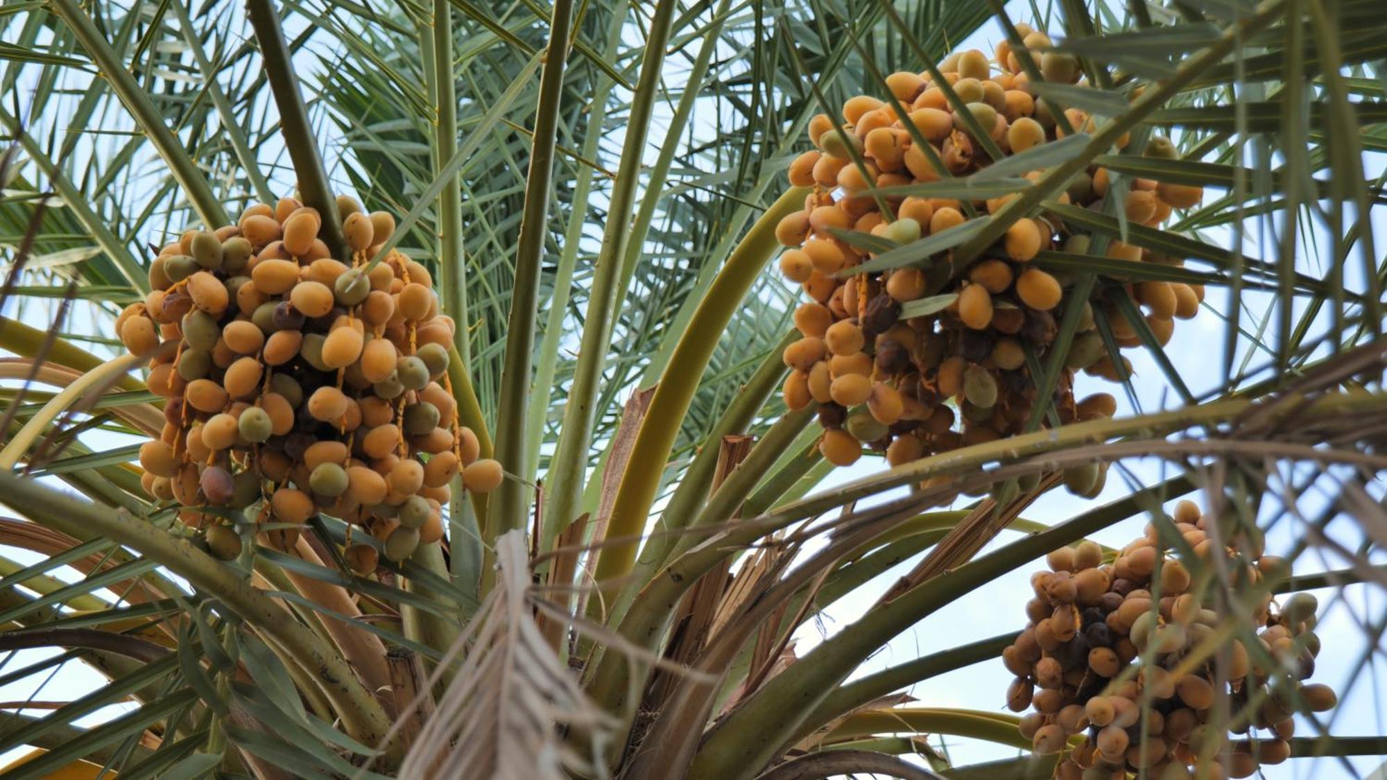 Palms Residence Inn دار النخيل Nizwa Eksteriør billede
